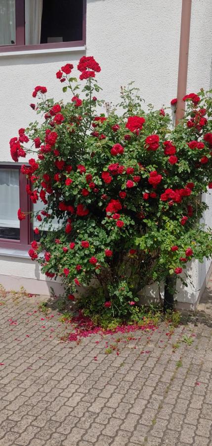 Ferienwohnung Ludwigshöhe - B&B