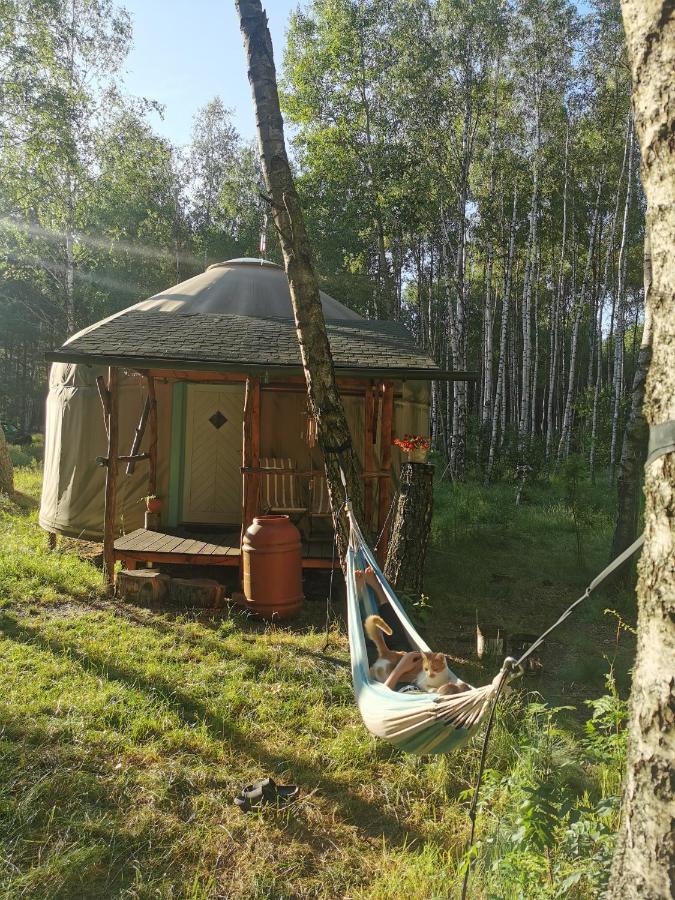 Biały Las Jurta - B&B