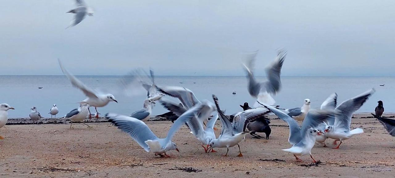 Sea nest - Bed and Breakfast Jūrmala