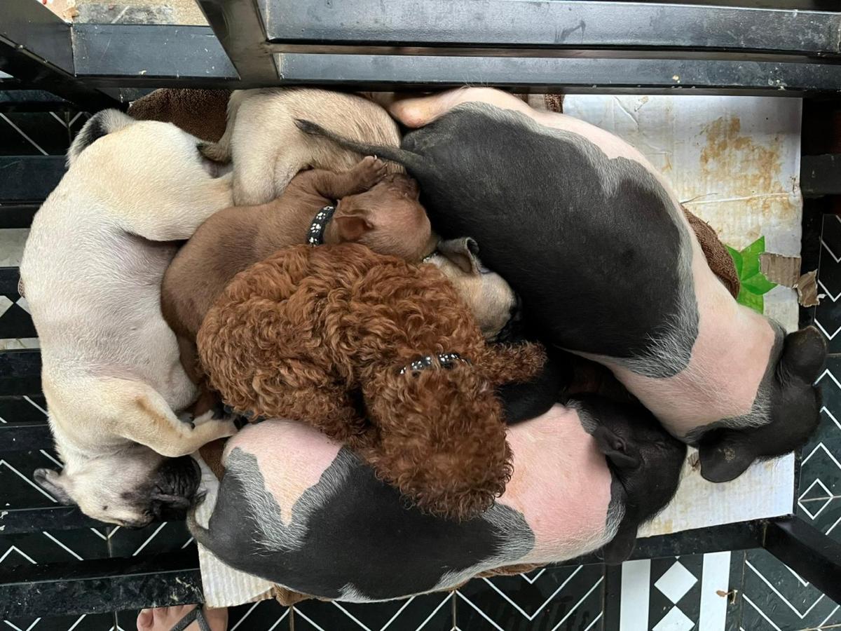 Pet Fan Home - Nguyen Shack - Ferienwohnung Phong Nha