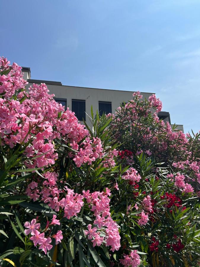 Royal Apartment Izola - B&B