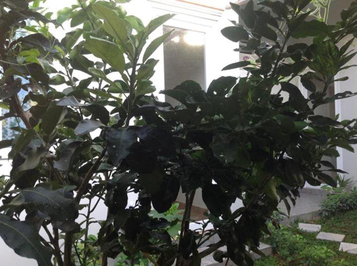 Appartamento con Vista Giardino