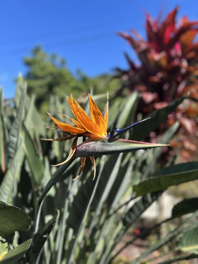 Notre Z'oiseau de Paradis - B&B Saint-André