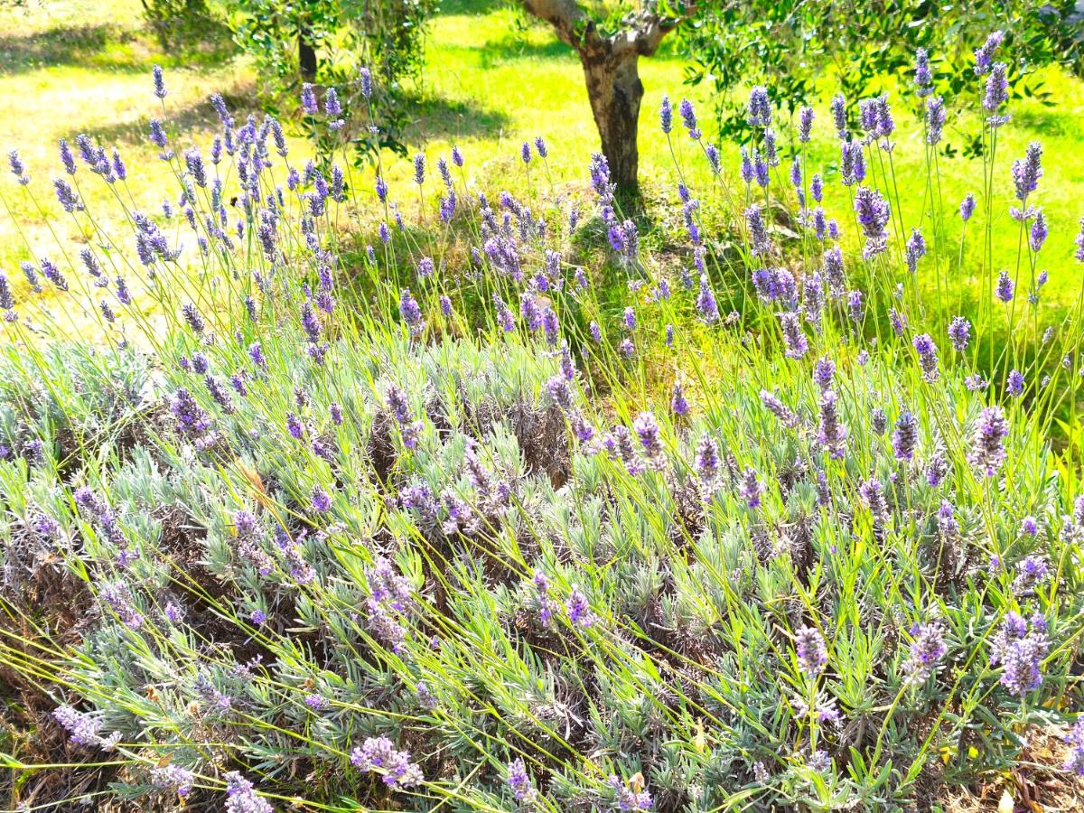 Al Castelluccio - Ferienwohnung San Vincenzo