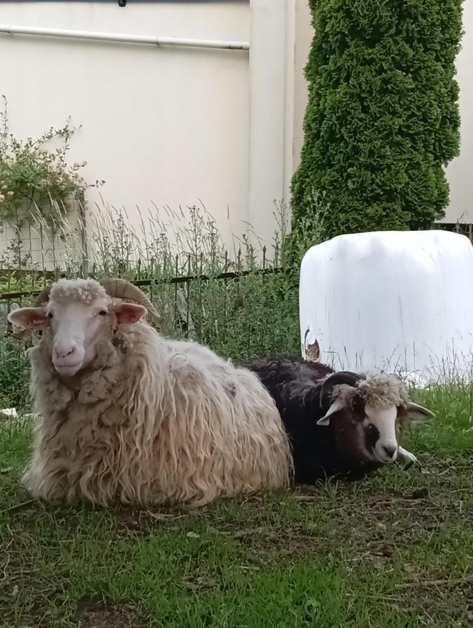 Pokoje u Joanny - B&B Ząb