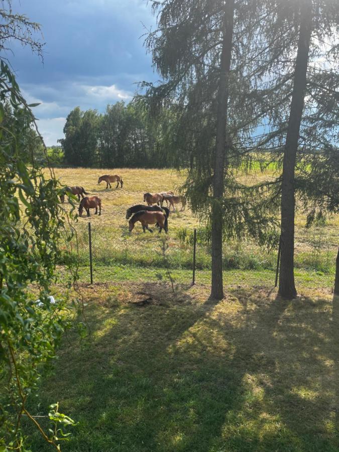Domek WICHURA - B&B Giżycko