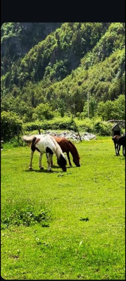 Mikel Center Theth Guesthouse - Bed and Breakfast Shkodër