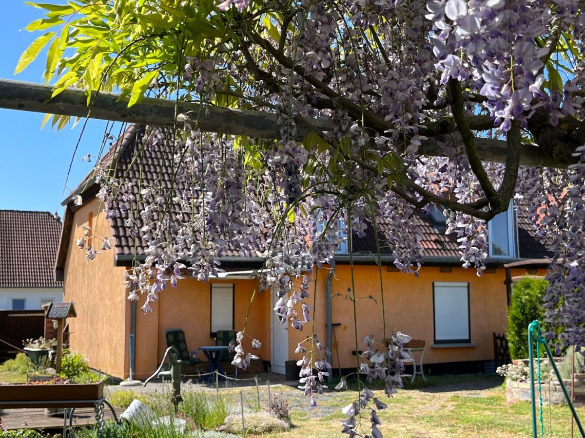 Ferienwohnung mit Garten und Ostseenähe OVS 111 - B&B Rakow