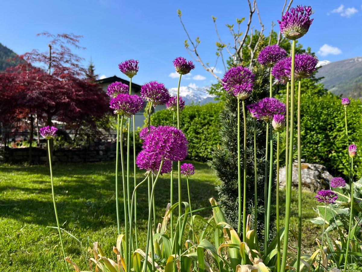 Bed and Breakfast Il Cardellino - B&B San Carlo