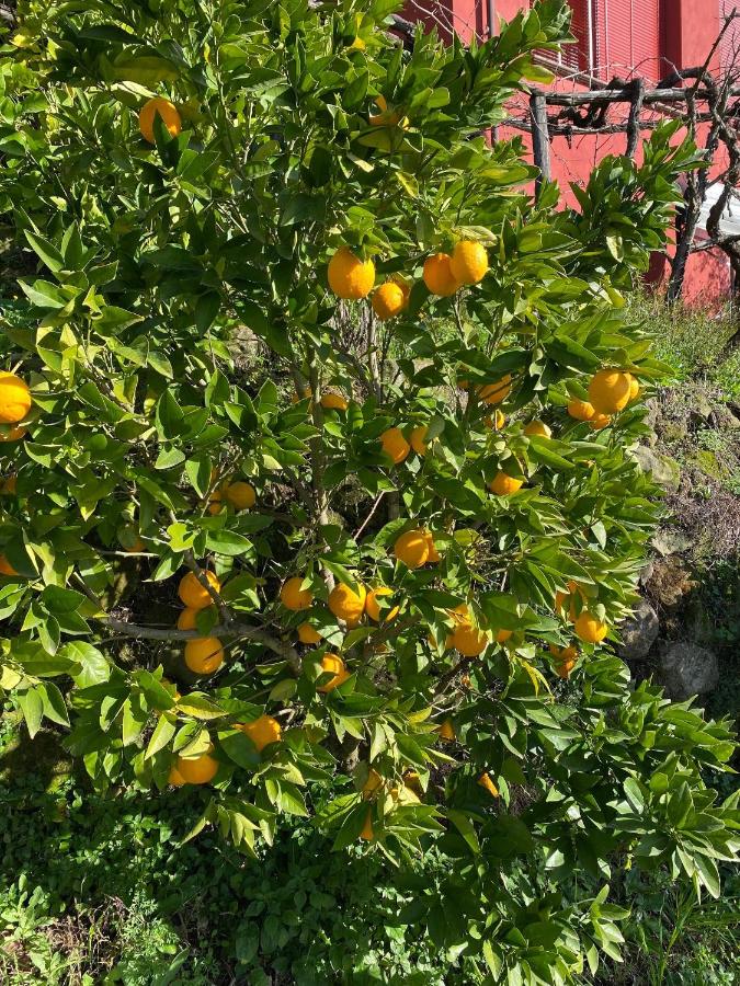 Hillside home with fantastic view - 3 beds - only 1h from Rome - Ferienwohnung Olevano Romano