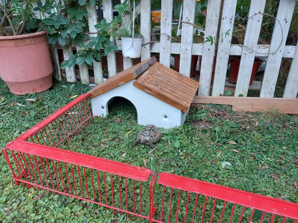 Shtepia e luleve - B&B