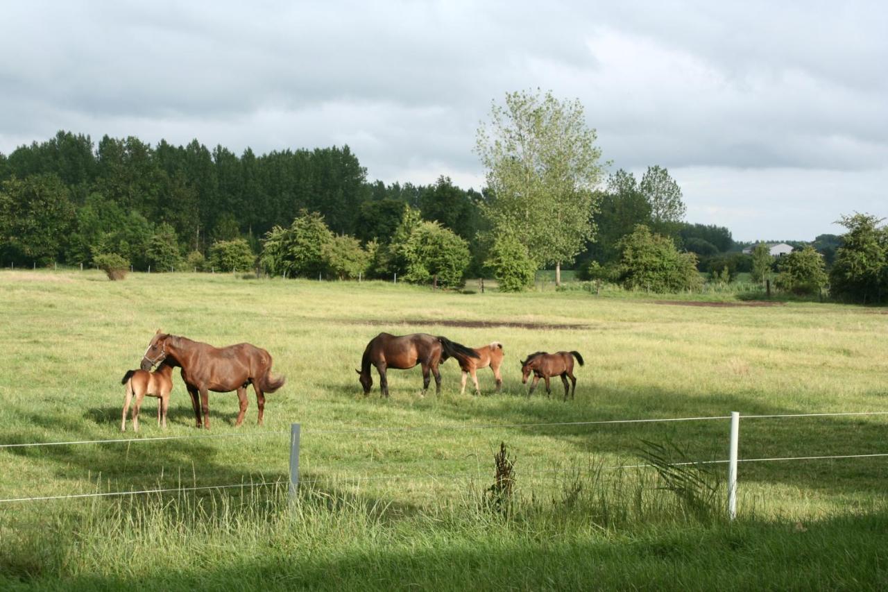 Hof ter Wallen - B&B Zoutleeuw