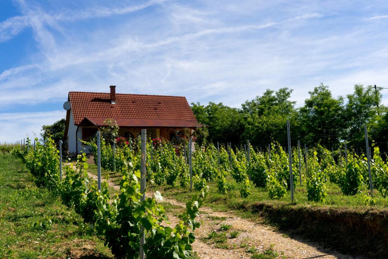 Vineas vendégház - Ferienwohnung Siklós