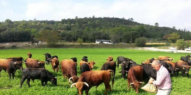 Chambres d'hôtes au Mas du Sire - B&B Quissac