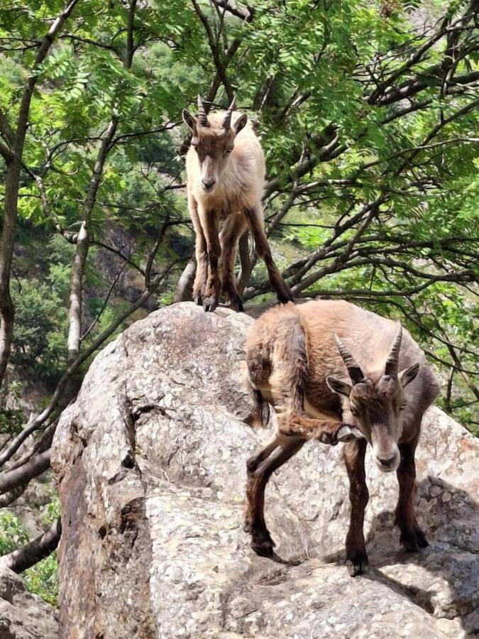 Cà d'Margherita and Heidi - B&B Valdieri