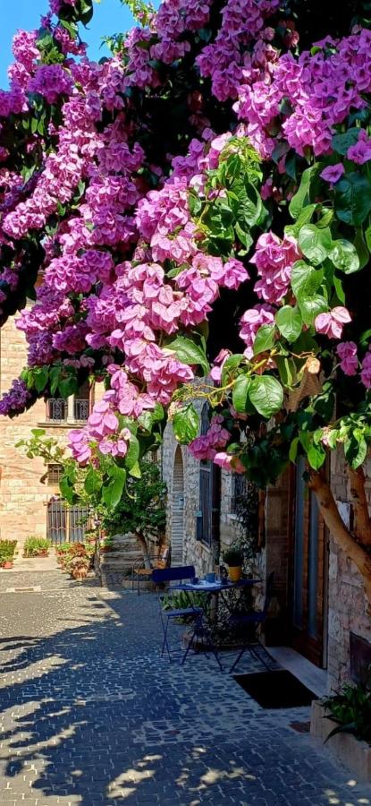 La Bouganville - B&B Assisi