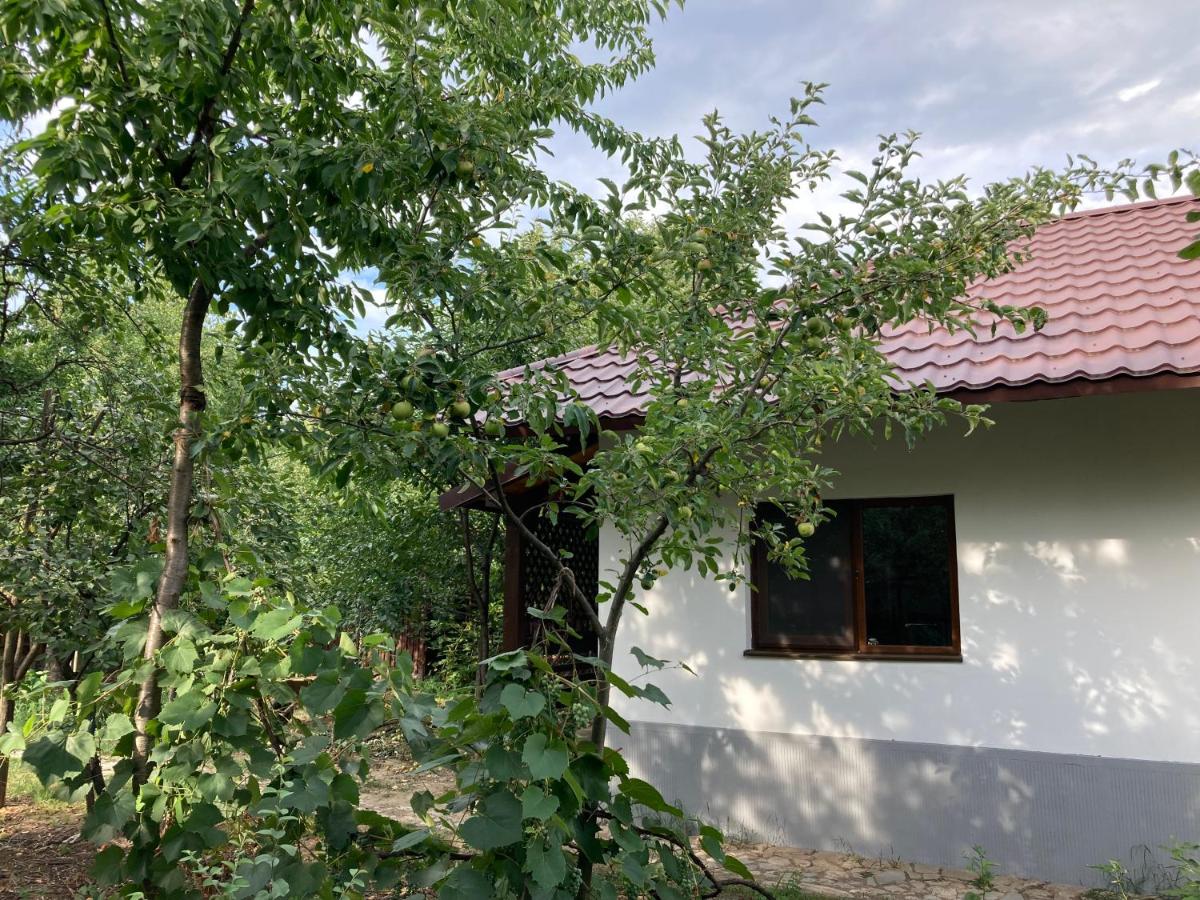 Garden-side apartments in Targu-Jiu - B&B Târgu Jiu