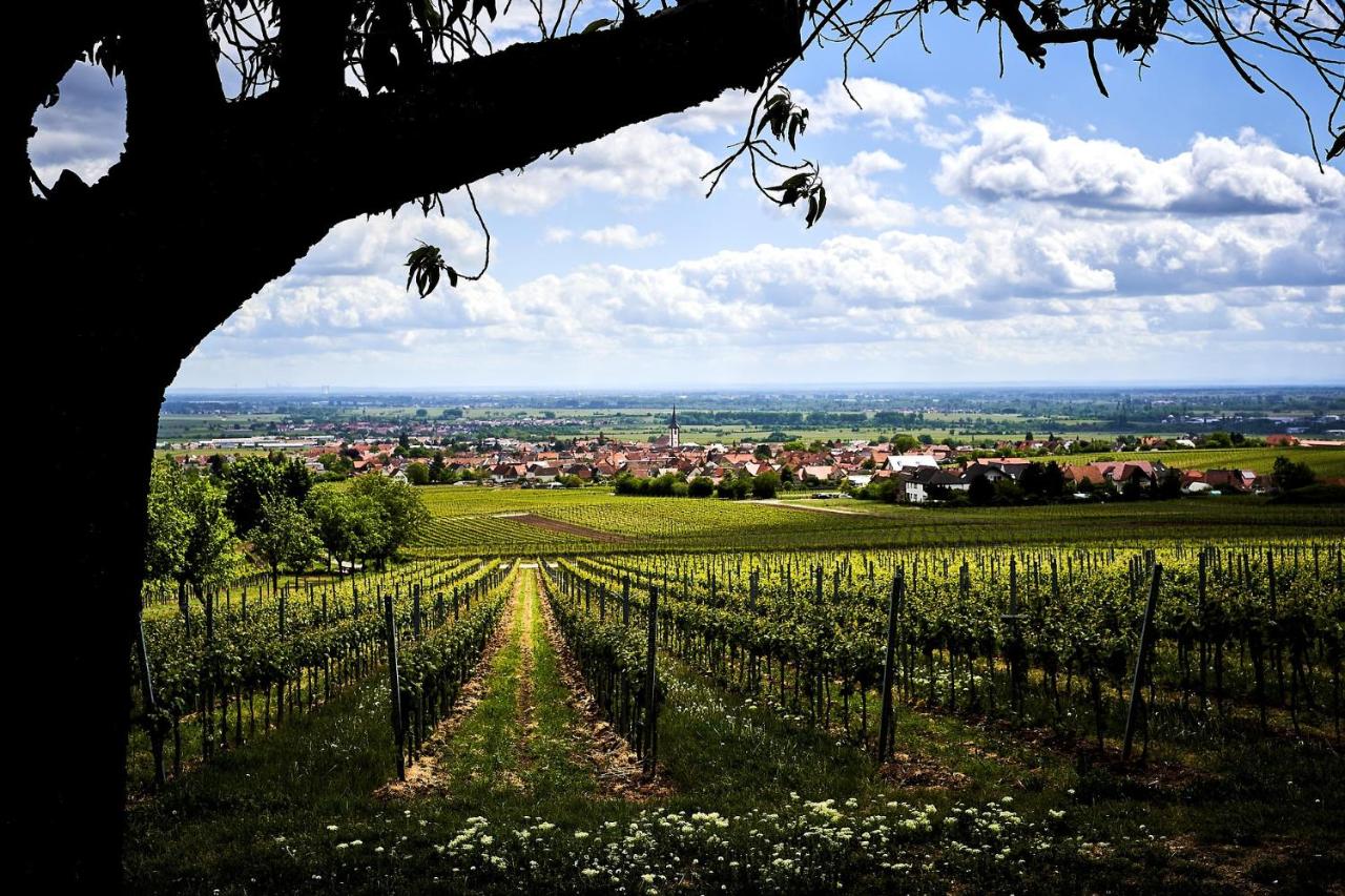 Tolle Wohnung für 5 Personen - B&B Hackenheim