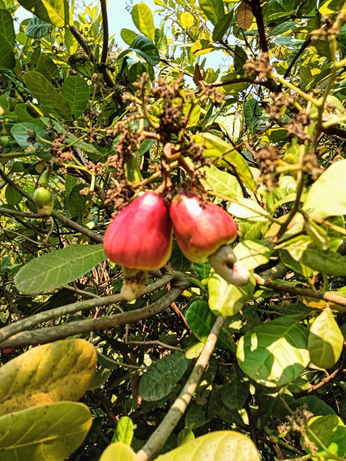 SriMahi Farmhouse - B&B Agali