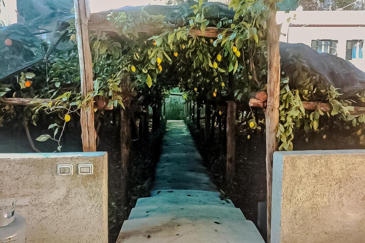 Limoneto di Anna - B&B Maiori