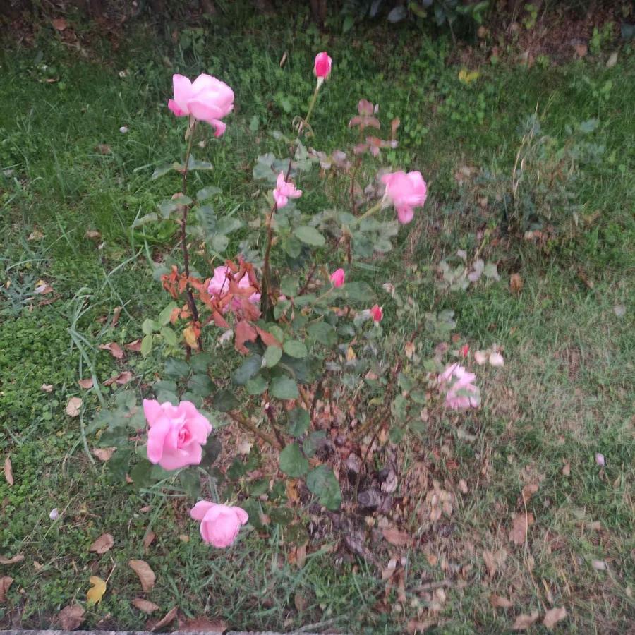 Δυάρι ισόγειο παραδοσιακής οικίας με μεγάλο κήπο - Ferienwohnung Aráchova