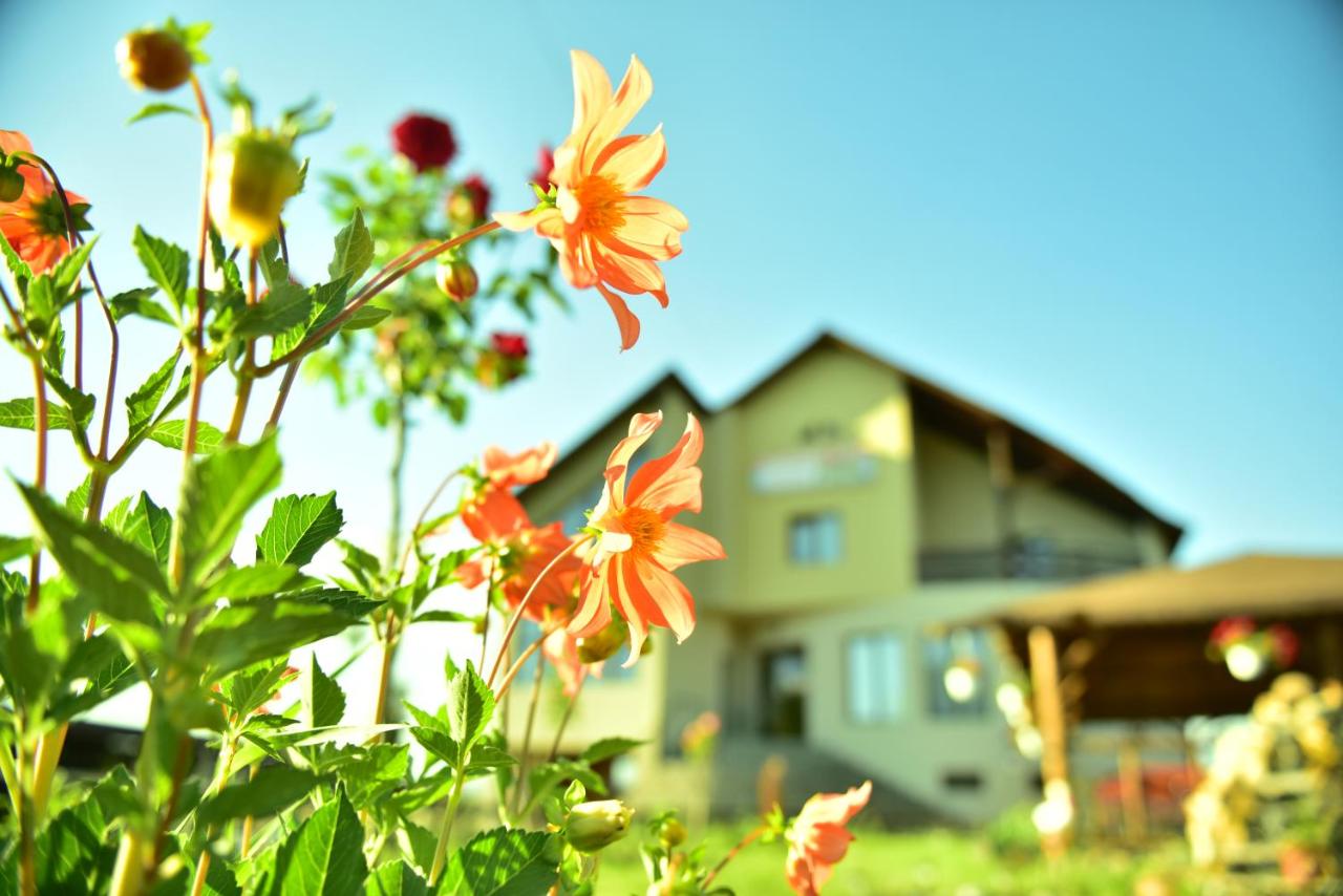 B&B Sighetu Marmaţiei - Pensiunea Doli - Bed and Breakfast Sighetu Marmaţiei