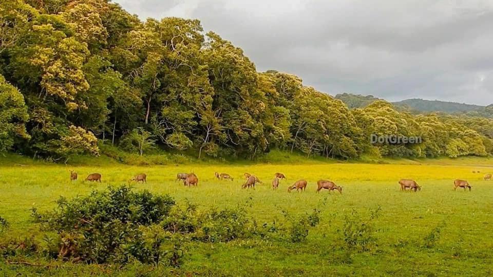 Whitehouse Homestay - B&B Thekkady