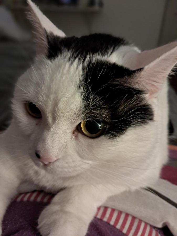 Cálido apartamento a 8 cuadras del mar y a 3 de 18 Julio Estarán acompañados por una gatita que vive alli - Chambres d'hôtes Montevideo