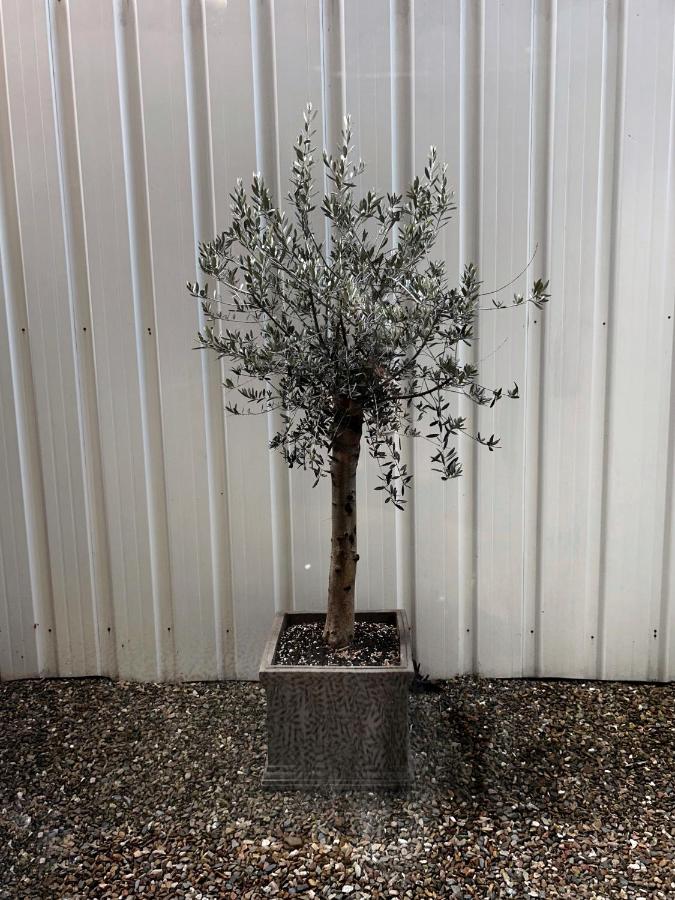 Residentie Papillon - B&B Hasselt