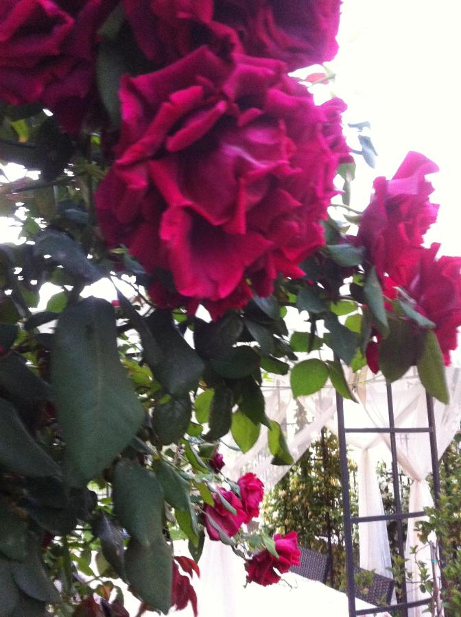 Villa dei Cedri - B&B Scalea