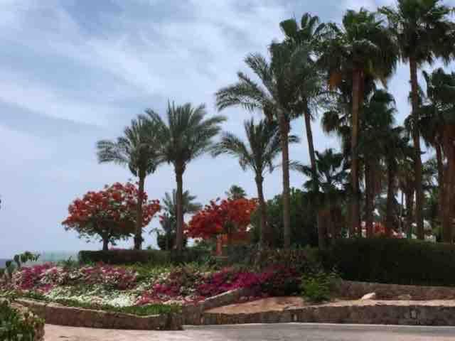 Studio Domina Coral Bay - B&B Sharm el Sheikh