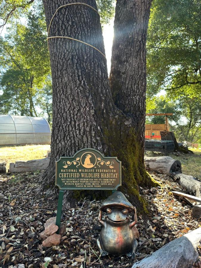 Blissful Acres hilltop cottage - Chambres d’hôtes Grass Valley