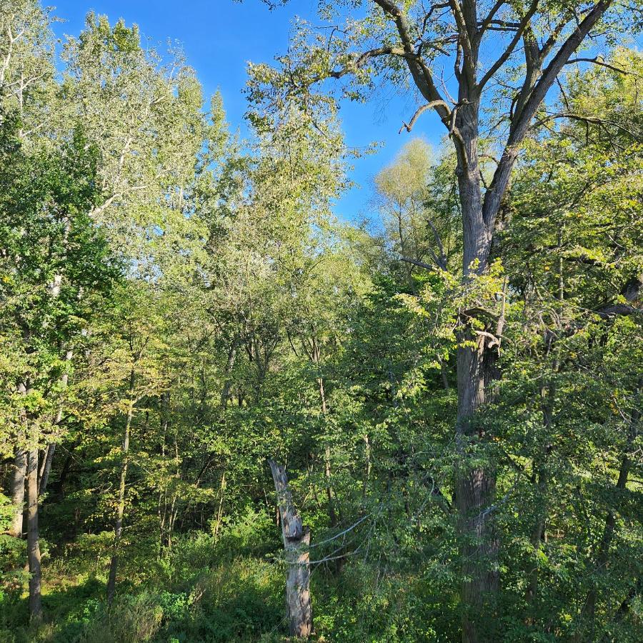 Green Apartament Chill Modlin Airport - B&B Kazuń Nowy