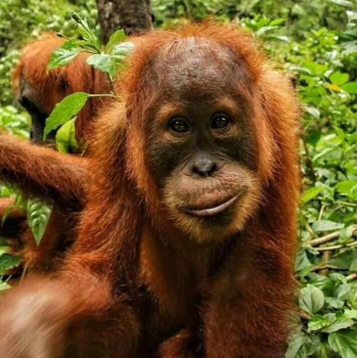 Tiga dara guest house jungle trekking - B&B Bukit Lewang