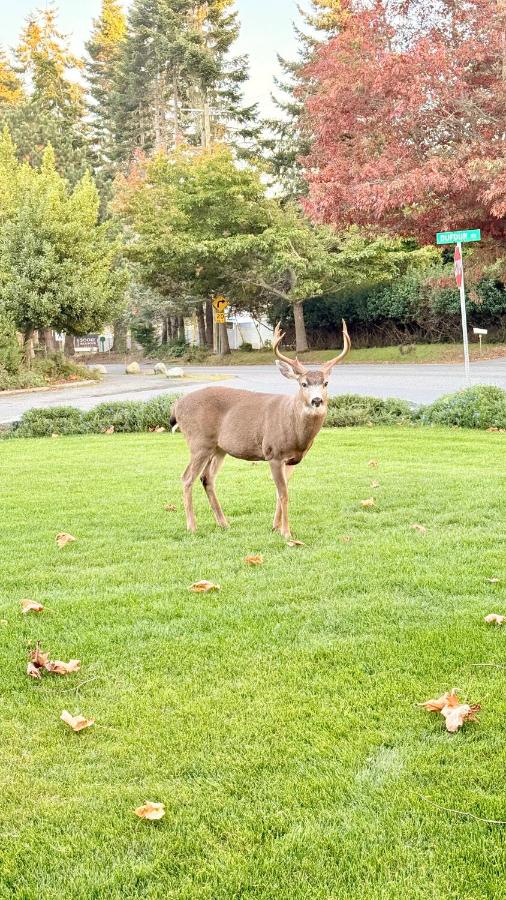 Seagull Studio Vacation Suite - Ferienwohnung Sooke