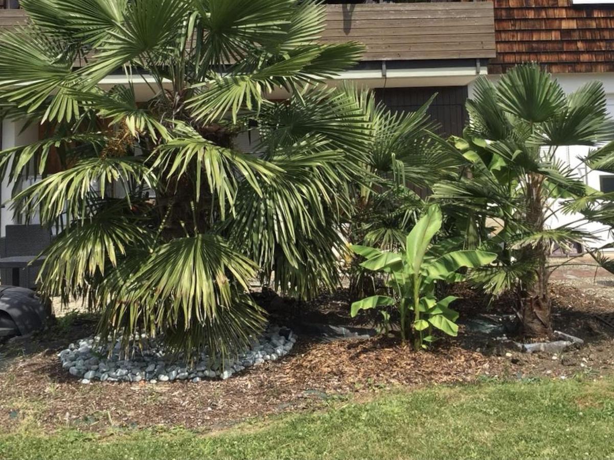 Ferienwohnung Palmengarten - B&B Lichtenstein