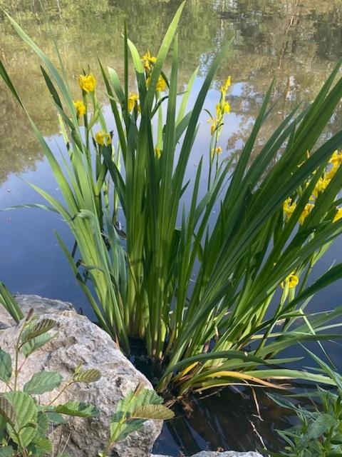 ruhiges Appartement im Grünen - schnell zur Messe - Bed and Breakfast Neurenberg