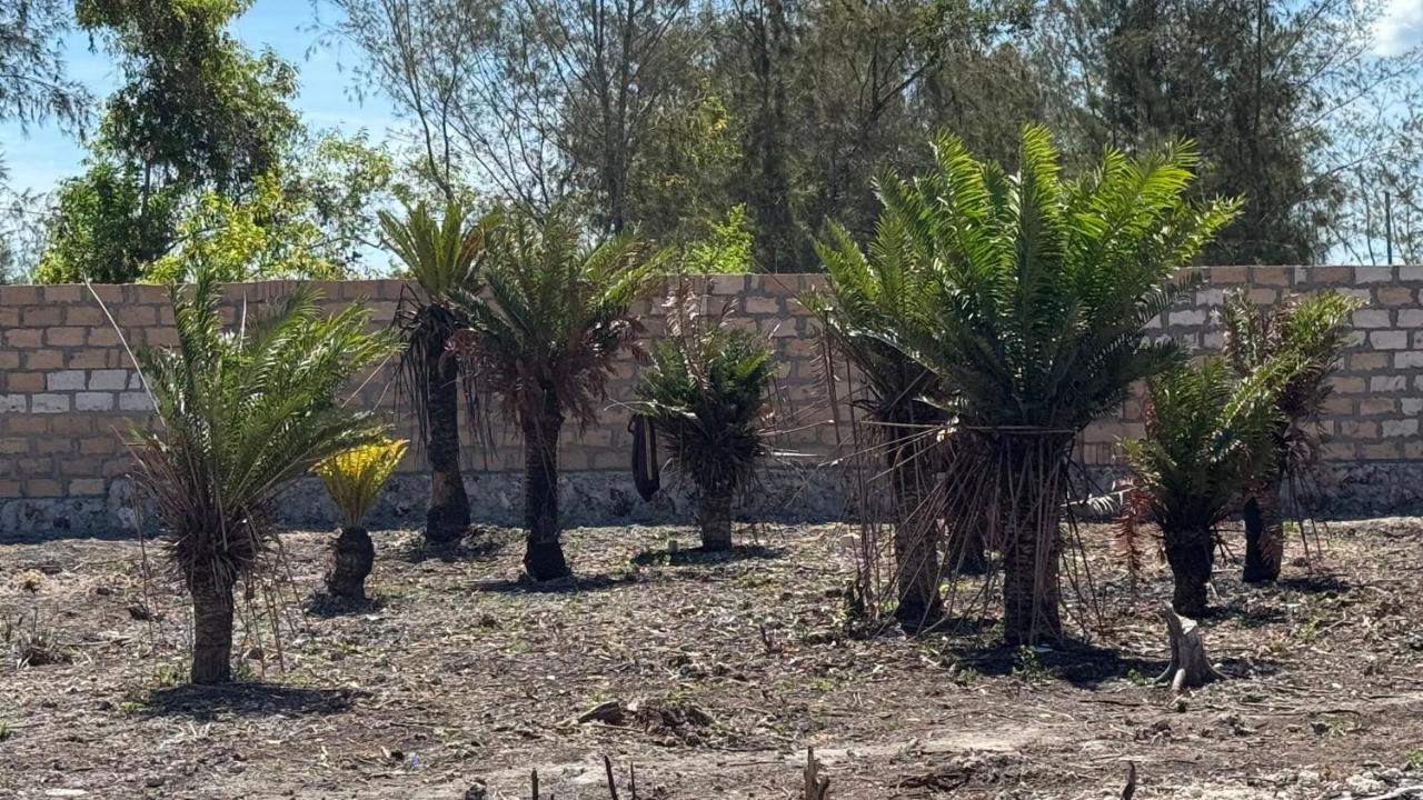 Homestudio Paje Forest - B&B Zanzibar