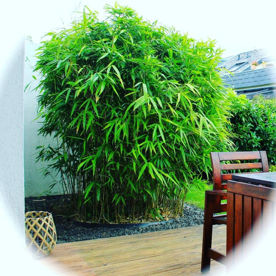 Gemütliche Ferienwohnung mit Garten - Bed and Breakfast Saarbrücken