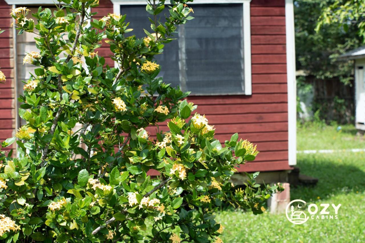 Cozy Cabins Near Jaguar Paw - B&B Cotton Tree