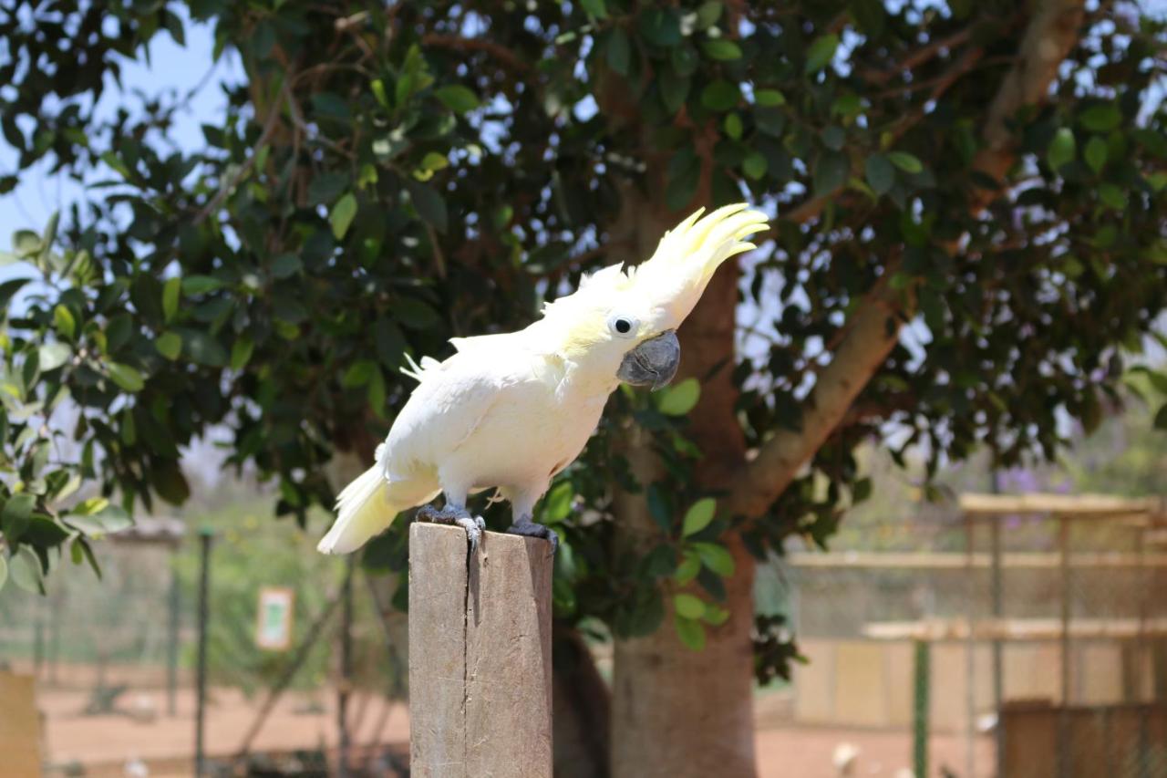 White cockatoo with yellow crest perches at dog-friendly Le Domaine Limoune in Oulad Teima.