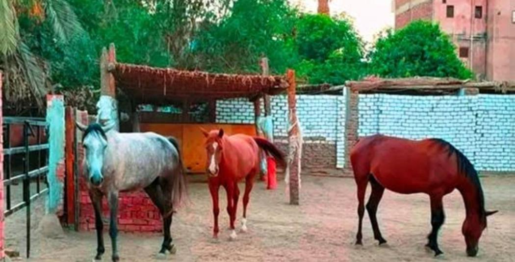 Tibs mountain view - B&B Al Aqālitah