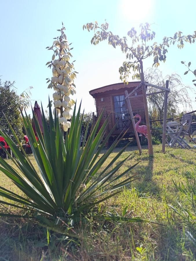 Roulotte Lou Gregau - Bed and Breakfast Saintes-Maries-de-la-Mer