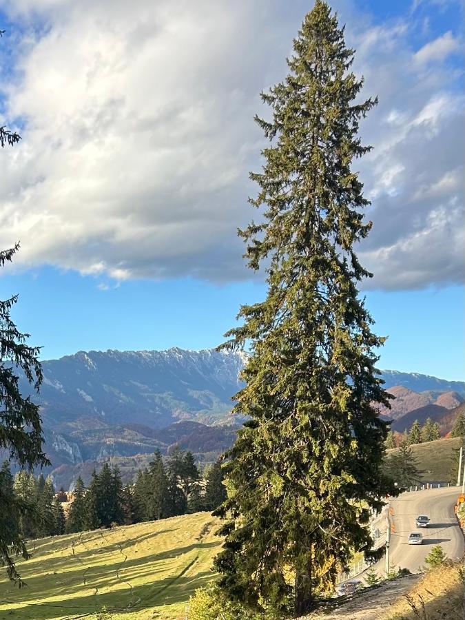 Virajlux - Chambres d’hôtes Dâmbovicioara