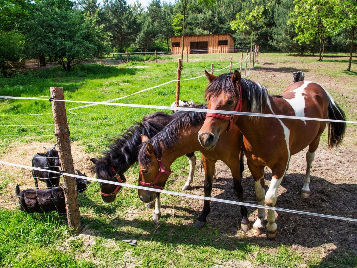 Agroturystyka Olszynka - B&B