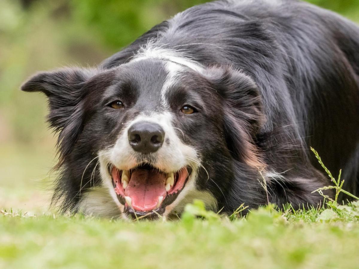 Eagles' Call Cottages and Tent - Chambres d’hôtes Wilderness