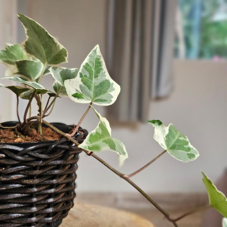 Camera Matrimoniale con Bagno Privato