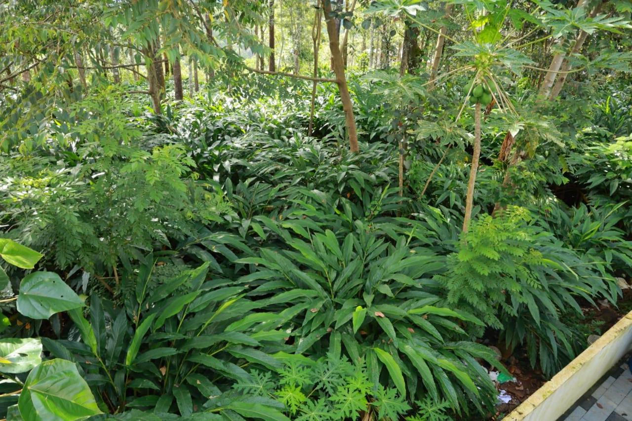 Rain Drops Homestay - Bed and Breakfast Anaikal