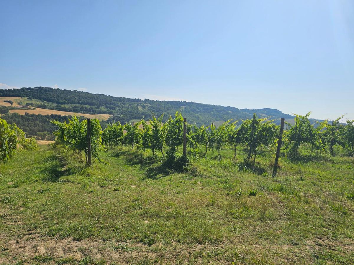 Villa Carla - vicino alla Riviera del Conero e ai Colli dell' Infinito - B&B Ancona