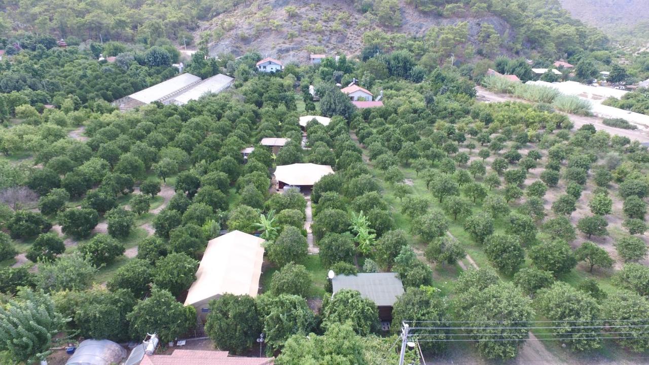 Campo Portakal Eco Glamping - B&B Çıralı